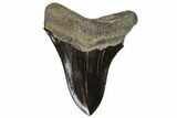 Serrated, Fossil Megalodon Tooth - Georgia #104983-2